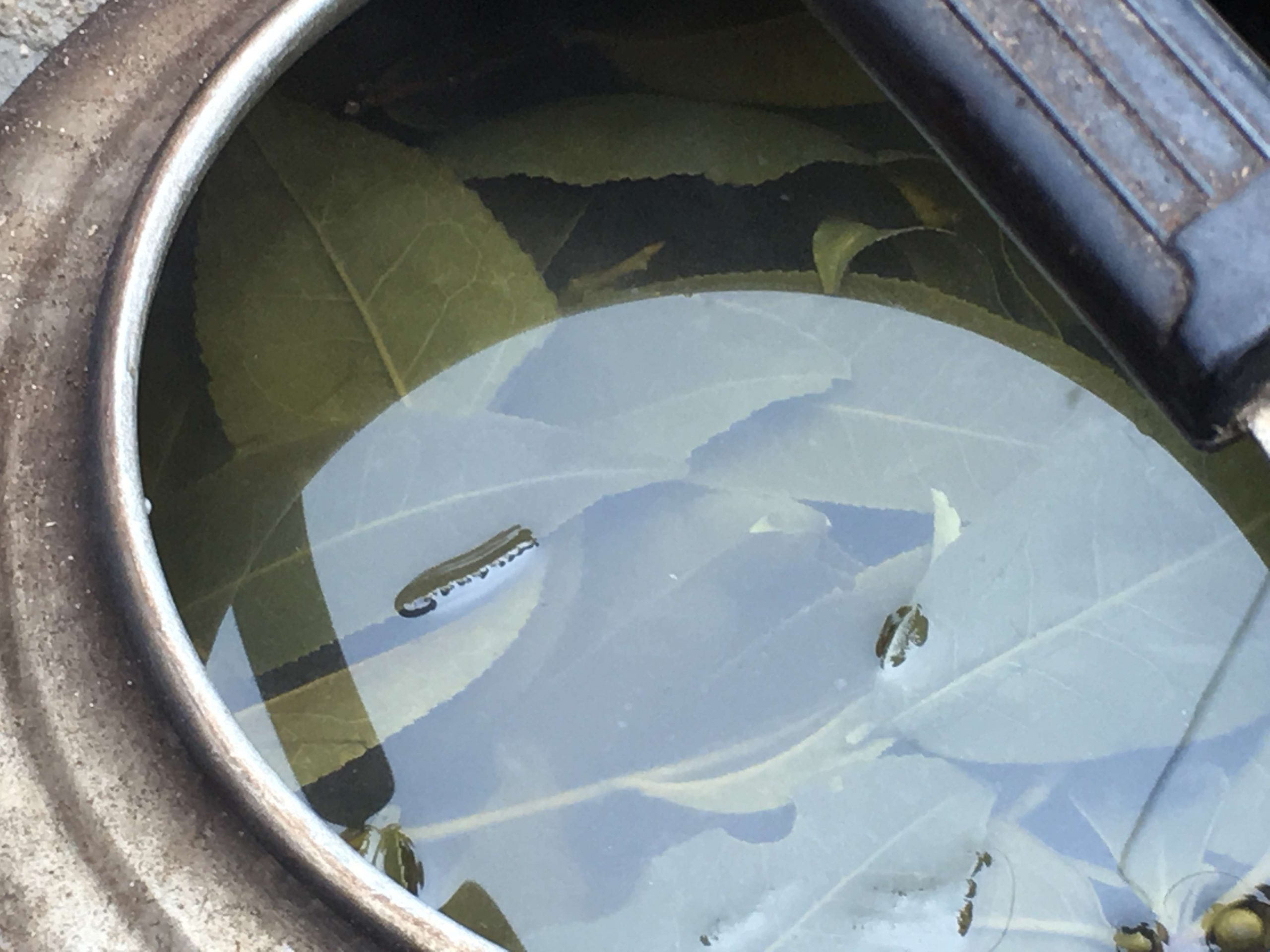 2018秋季茶山行 (38)