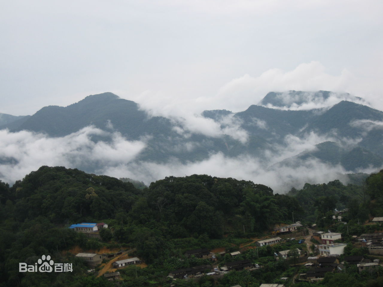 易武茶山 (來源百度百科)