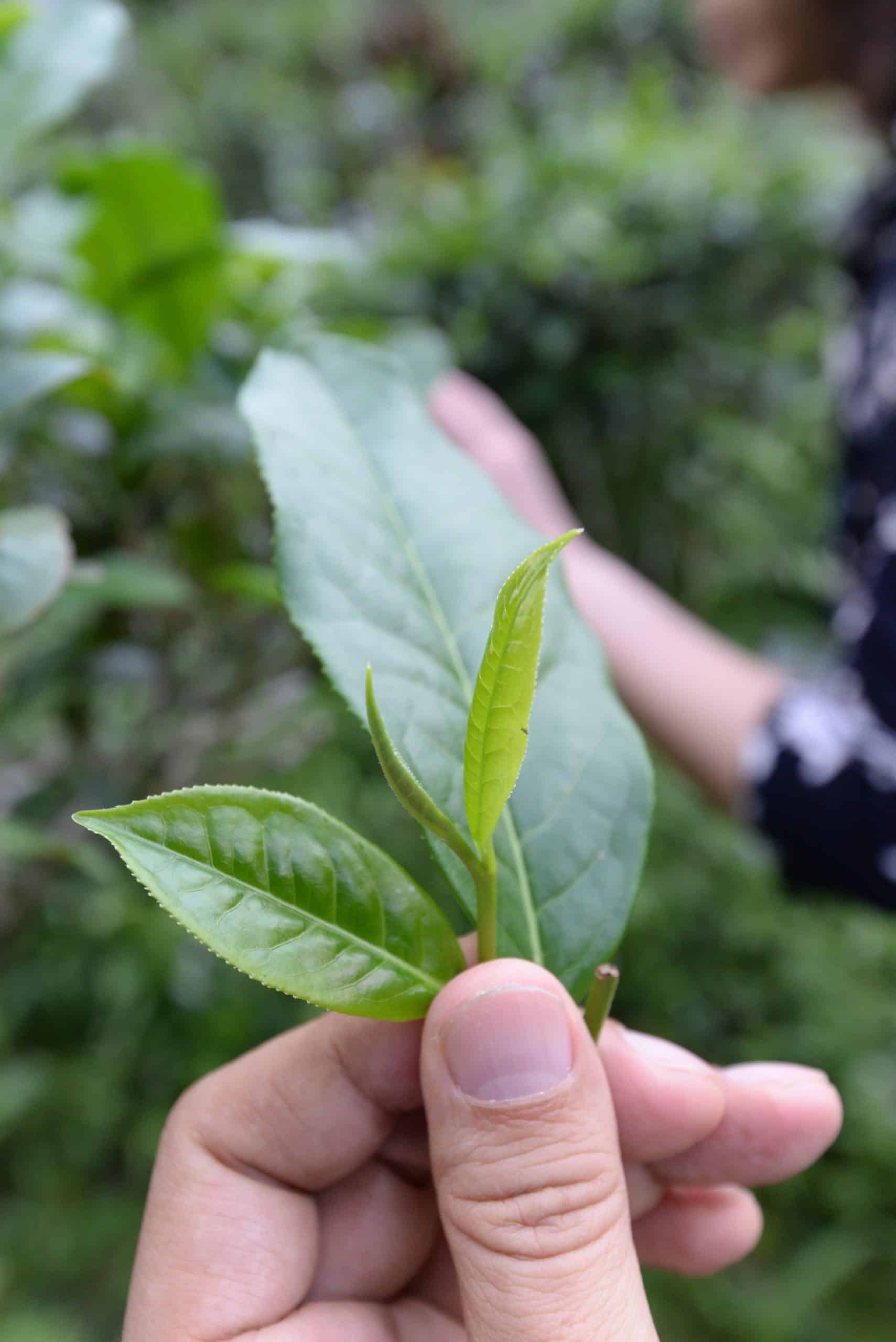 一片葉子改變了水的味道